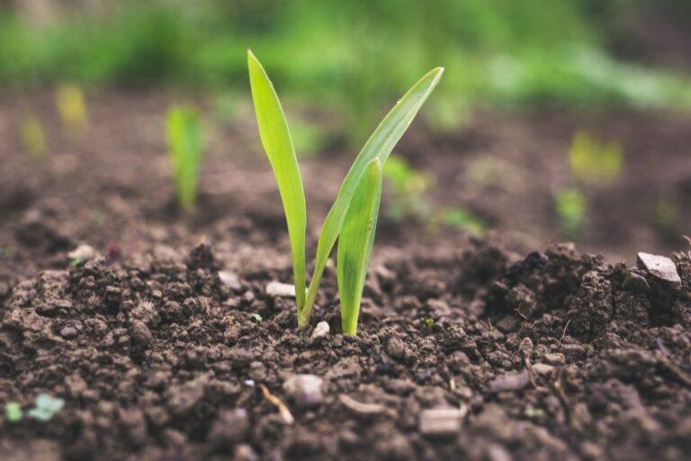 5 Steps to Start Your Sustainable Garden