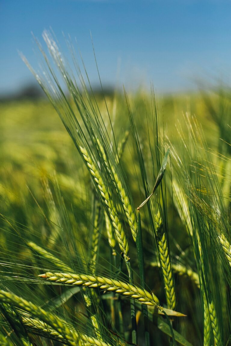 How Regenerative Agriculture Restores Ecosystems
