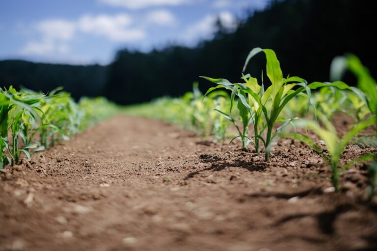 The Role of Education in Modern Farming