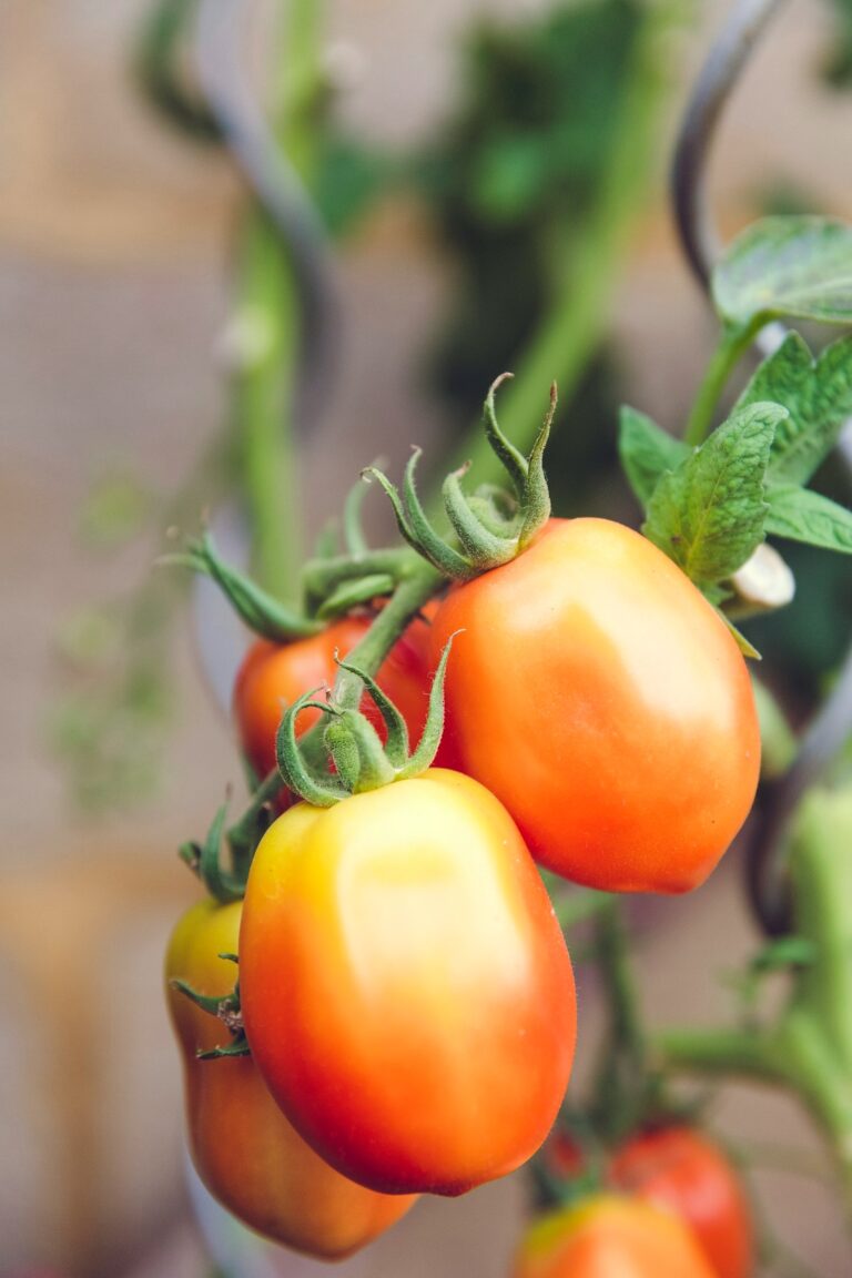 Top Tips for Sustainable Gardening Beginners
