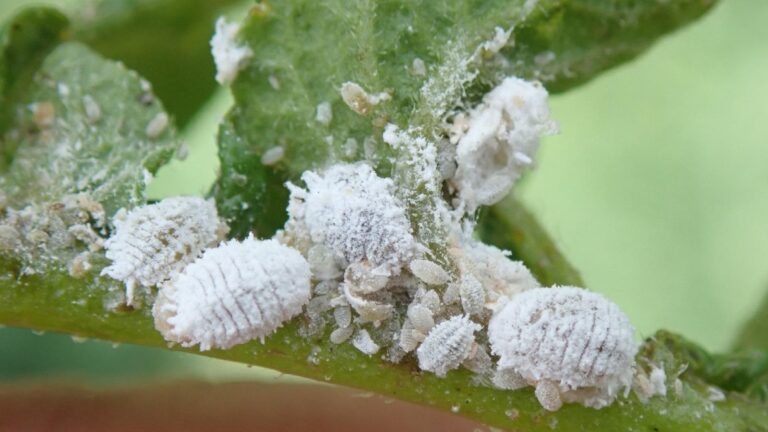Mealybugs: How to identify and control them