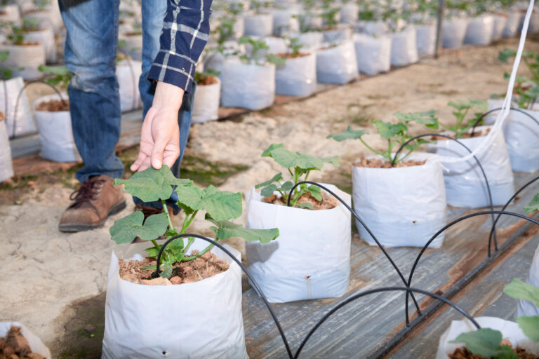 Grow Bags: Sizes, Uses, Benefits & Best Practices
