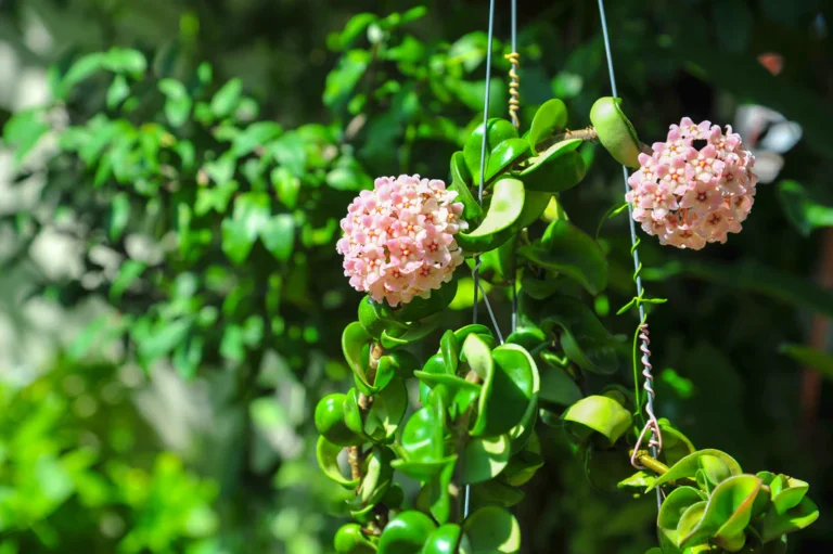 The Hoya Plant