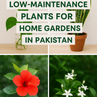 Top 10 plants