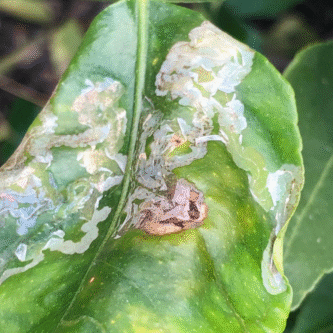 citrus leaf minor
