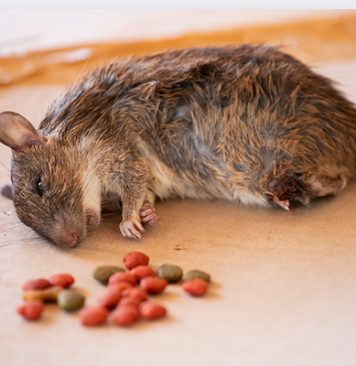 Rodents